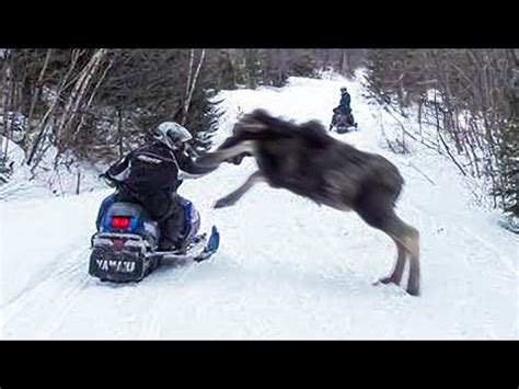 These 3 Moose Attacks Are The Most SAVAGE Of All Time! - YouTube