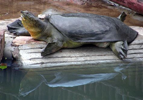 Scientists Make Novel Attempt to Save Giant Turtle Species - The New York Times