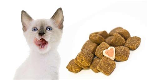 Kitten Treats - Discover The Best Treats For Kittens