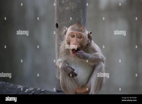 Portrait Of Monkey Eating Fruit Stock Photo - Alamy