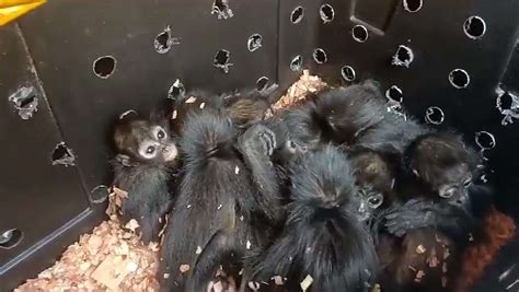 Endangered Spider Monkey Babies Freed From Packing Crates : r/Animal