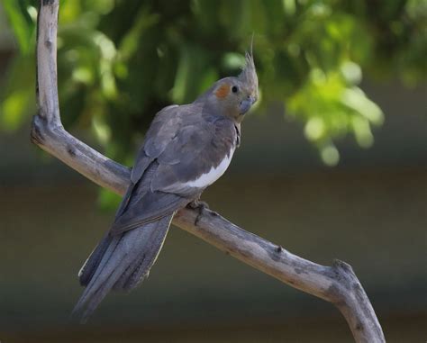 Richard Waring's Birds of Australia: Wild Cockatiel family fun in the backyard