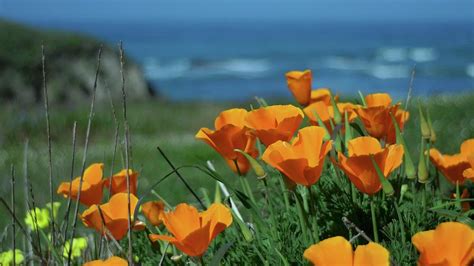 California State Flower - The Poppy Photograph by Alex King