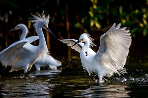 The Ultimate Guide: Visit Ding Darling Wildlife Refuge on Sanibel Island