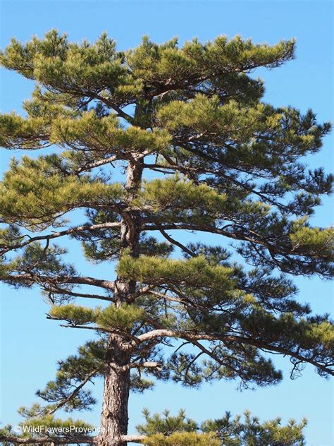 Pinus sylvestris - wild in Provence