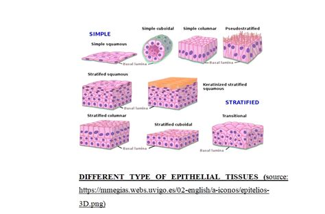 Types of epithelial tissue | Characteristics, Functions and Examples