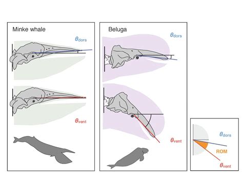 A 'pivotal' moment for understanding whale evolution | Science Codex