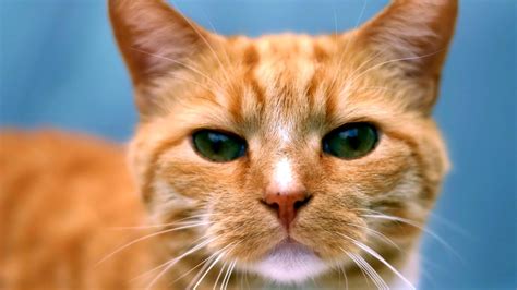 Ginger Cat HD desktop wallpaper : Widescreen : High Definition : Fullscreen