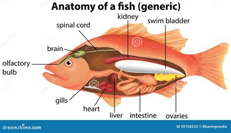 Anatomy Of A Fish Stock Vector - Image: 59108235