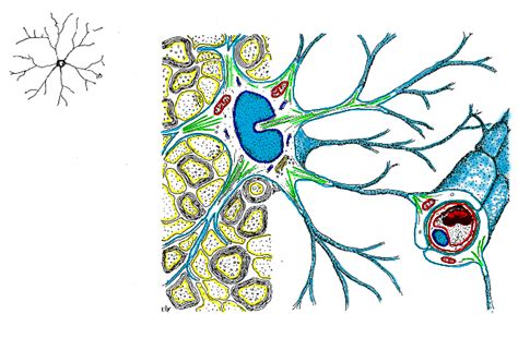 Funcion De Las Celulas Gliales - abstractor