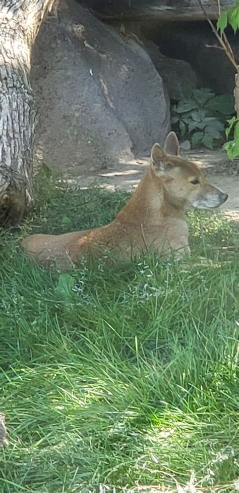 Idaho Falls Zoo at Tautphaus Park - All You Need to Know BEFORE You Go - Updated 2019 - TripAdvisor