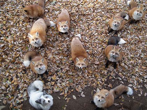 Cuteness overload: Fox Village is home to 200 playful wild foxes -- Don ...