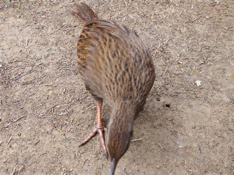 Queen Charlotte track and Sound 015 | Weka bird? | MAMcD2009 | Flickr