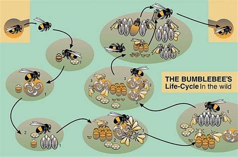 Lifecycle of bumblebee - BUZZZ........ ABOUT BUMBLEBEES