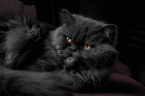black persian cat free image | Peakpx