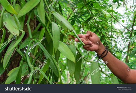 352 Vanilla bean farm Images, Stock Photos & Vectors | Shutterstock