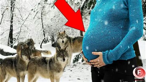 Wolf pack rescued a pregnant woman in a forest in winter. What happened to her shocked everyone ...