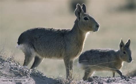 Patagonian mara - Alchetron, The Free Social Encyclopedia