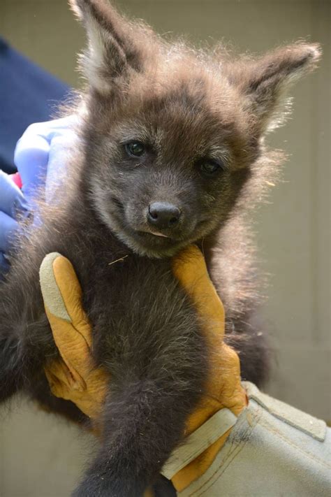 Maned Wolf Pups at Greensboro Science Center - ZooBorns