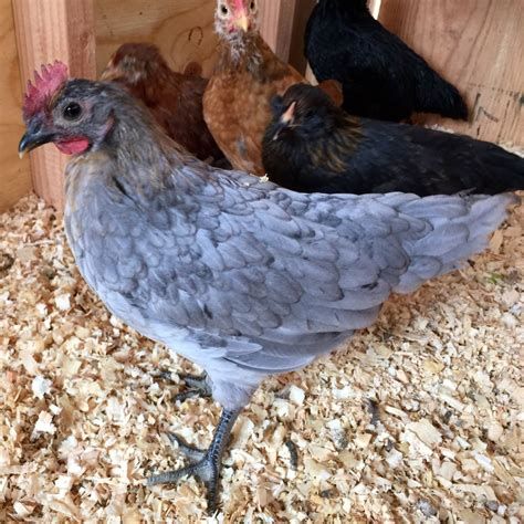 Pullet or cockerel blue Andalusian? | BackYard Chickens - Learn How to Raise Chickens