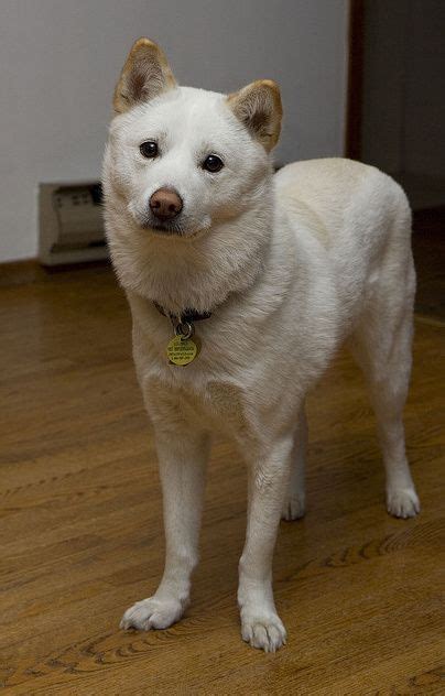 Korean Jindo Dog, Hangul: Hanja, Chindo, Jindo, Jindo Gae, JindoGae ...