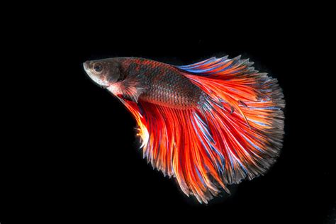 Focused photography of red and grey betta fish HD wallpaper | Wallpaper Flare