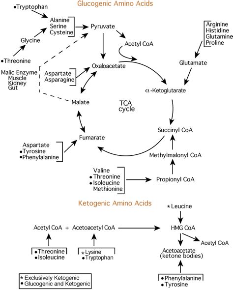 AMINO ACID METABOLISM : SYNTHESIS & DEGRADATION OF AMINO ACIDS