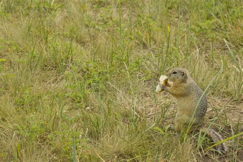 Funny Gopher Face stock photo. Image of ground, animal - 612532