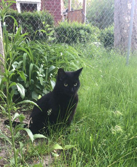 A wild panther stalking its prey in the deep depths of the jungle : r/aww