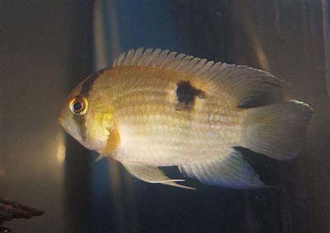 Keyhole Cichlid Care: Tips for New and Experienced Aquarists