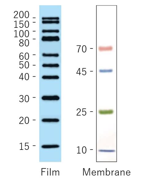 Barmherzig Rindfleisch Proportional western blot ladder Zuschauer ...