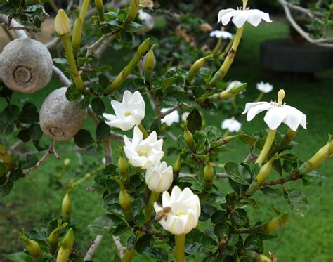 Rare Wild Starry Gardenia Gardenia thunbergia - 15 Seeds