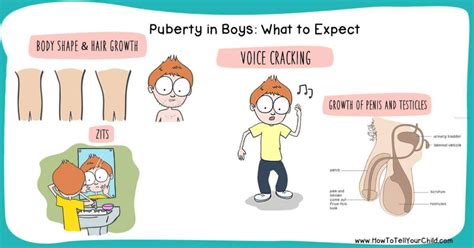 Stages Of Puberty In Boys