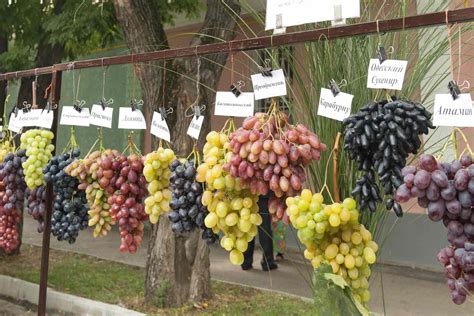 11 Popular Grape Varieties