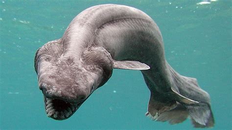 Rare And 'Horrific': Frilled Shark Startles Fishermen In Australia : The Two-Way : NPR