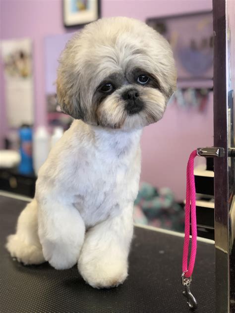 Oso the shih tzu. I love grooming this boy : r/doggrooming