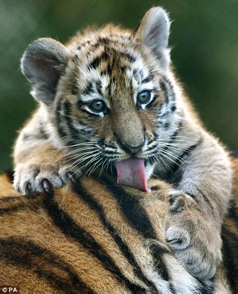 White siberian tiger cubs