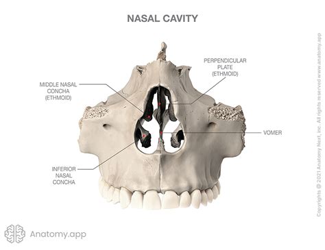 Nasal cavity | Encyclopedia | Anatomy.app | Learn anatomy | 3D models, articles, and quizzes