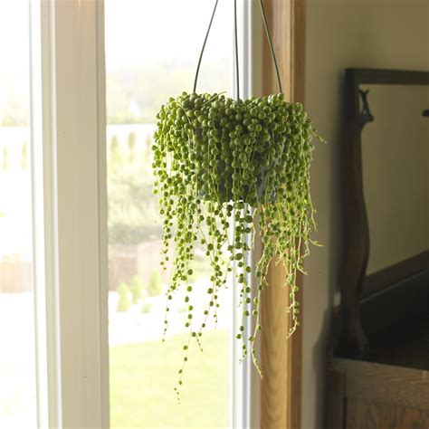 The 17 Best Indoor Hanging Plants to Capitalize on Vertical Space