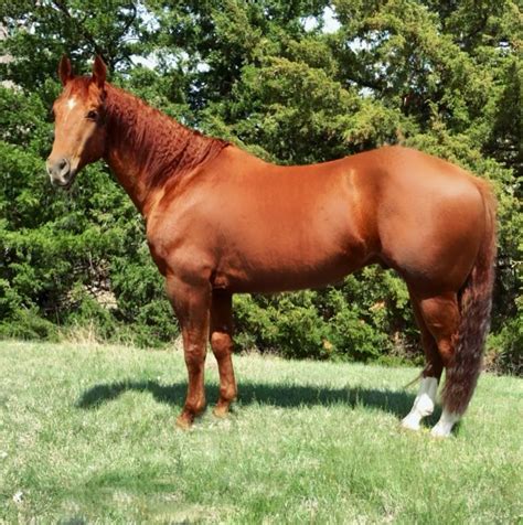 7 Year Old Metallic Cat X Chula Dual! Ranch and Rope Deluxe Gelding