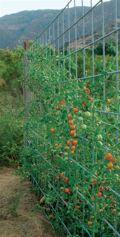 Your Tomatoes Deserve Better Support - FineGardening