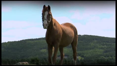 The Horse. TV Series Trailer. - YouTube