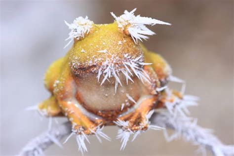 Do frogs freeze themselves? - Animal-Club.co.uk