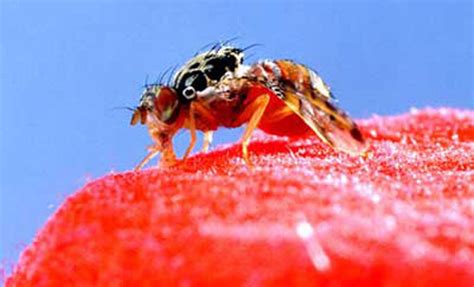 Mediterranean fruit fly - Ceratitis capitata (Wiedemann)