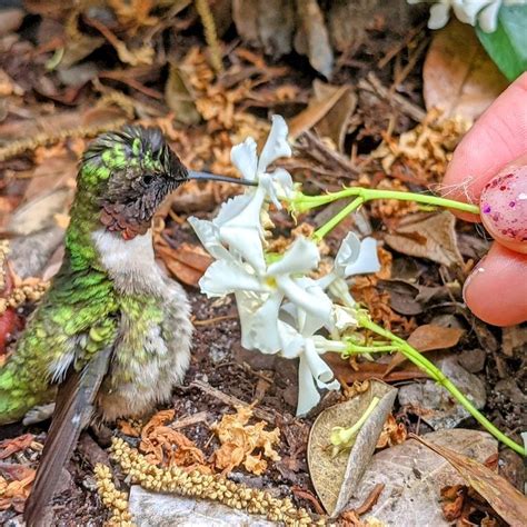 Attracting Hummingbirds - Birds and Blooms