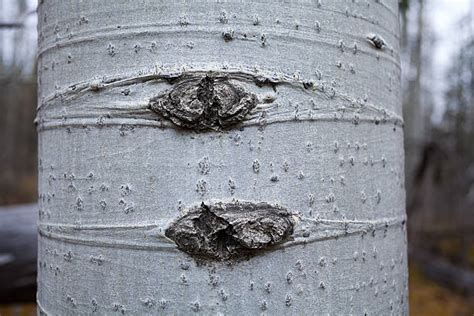 Best Aspen Tree Bark Stock Photos, Pictures & Royalty-Free Images - iStock