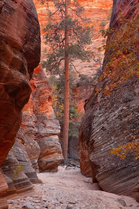 Slot Canyon, Zion National Park, Utah | Don Paulson | * Conservation - National Parks, State ...