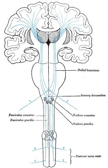 Pyramidal Tracts; Corticobulbar Tracts; Corticospinal Tracts ...