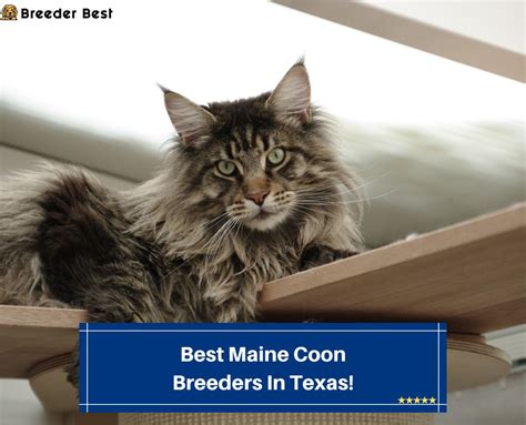 4 Best Maine Coon Breeders In Texas! (2024) - Breeder Best