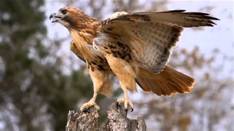 Animal sounds: Hawk screech - YouTube